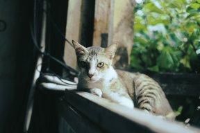 AnhAnnh