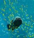 raumuongus