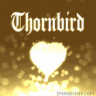 littlethornbird