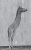 19741.jpg