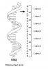 RNA-codons.svg.png
